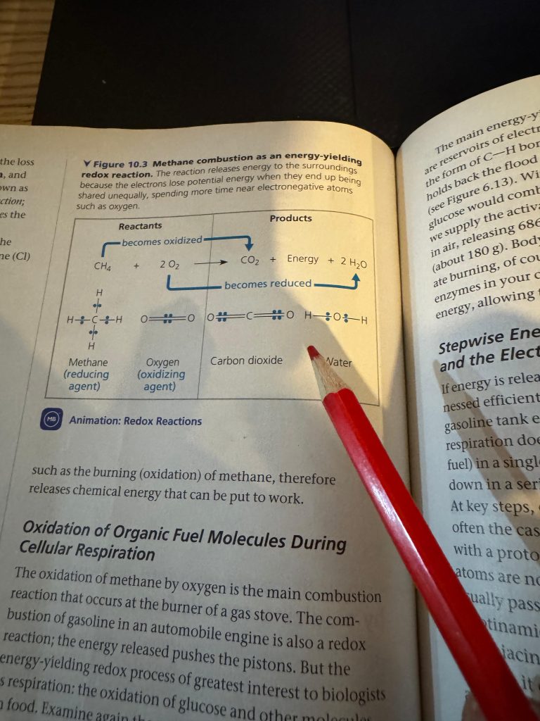 IMAT Book Biology Example 3